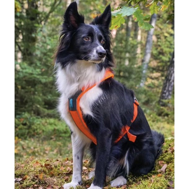 Non-Stop Dogwear Line Harness 5.0 - Orange