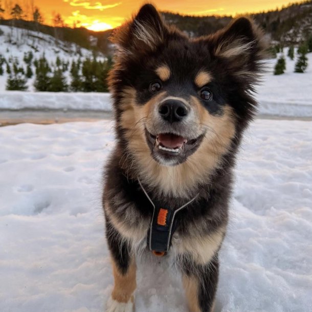 Non-Stop Dogwear Line Harness 5.0 - Sort