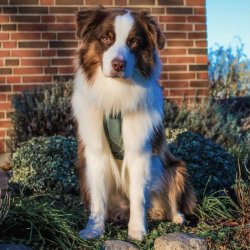 Non-Stop Dogwear Ramble Hundesele - Grn