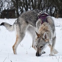 Non-Stop Dogwear Ramble Hundesele - Lilla