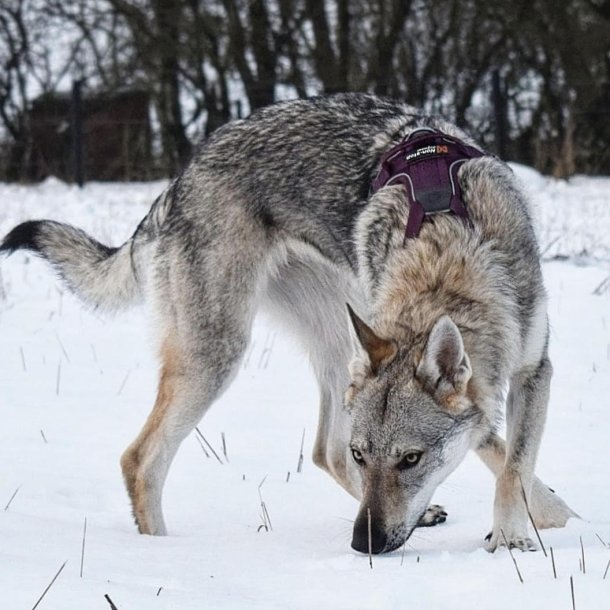 Non-Stop Dogwear Ramble Hundesele - Lilla