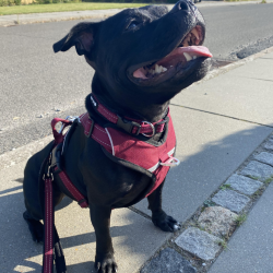 Petlando Outdoor Hundesele - Berry/sort