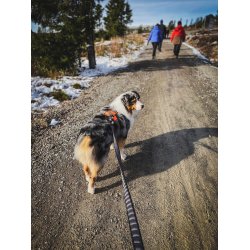 Non-stop - Touring bungee hundesnor